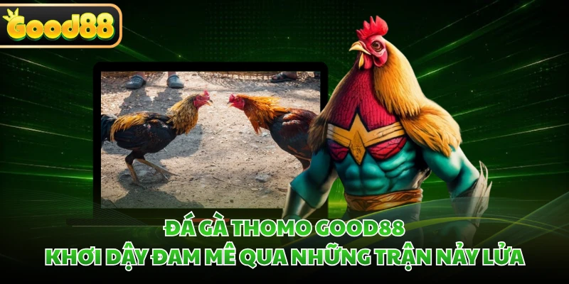 Đá Gà Thomo GOOD88 - Khơi Dậy Đam Mê Qua Những Trận Nảy Lửa
